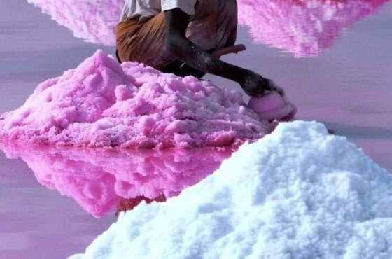 Journée au Lac Rose